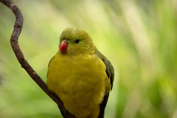 The male Regent Parrot has a general yellow appearance with the tail and outer edges of the wings being dark blue-black.