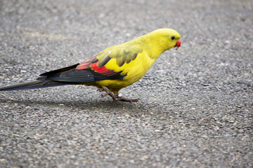 The female regent parrot is all light green. It has yellow shoulder patches and a narrow red band crosses the centre of the wings and yellow underwings