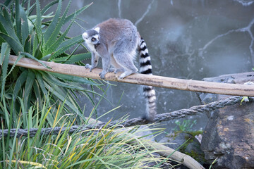 Ring-tailed lemur backs are grey to rosy brown with grey limbs and dark grey heads and necks. They...