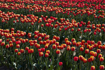 Tulip field, red and yellow flowers in spring sunlight - 757910602