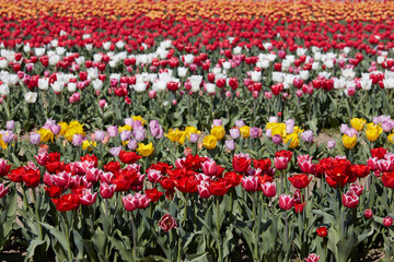 Tulip field with flowers in red, pink, white and yellow colors in spring sunlight