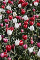 Tulip flowers in red, white and pink colors texture background in spring sunlight - 757910604