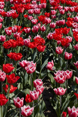 Tulip flowers in red and pink with white border colors texture background in spring sunlight - 757910605