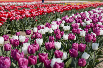 Tulip flowers in white, purple, red, pink colors and field in spring sunlight - 757910606