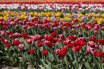 Tulip field with flowers in red, pink, white and yellow colors in spring sunlight - 757910615