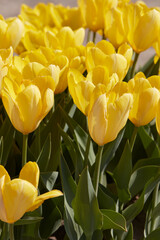 Tulip Yellow Purissima flowers in spring sunlight - 757910616