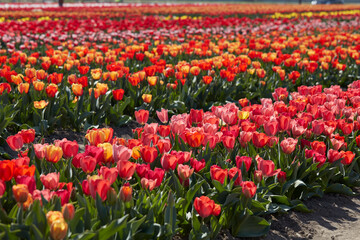 Tulip flowers field in red, pink and yellow colors texture background in spring sunlight - 757910639