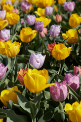 Dwarf tulip flowers in yellow, purple and pink colors texture background in spring sunlight - 757910641