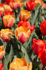 Tulip flowers in yellow and red colors macro, field in spring sunlight - 757910647