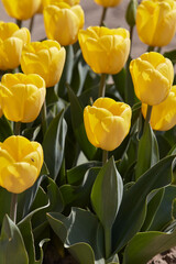 Tulip Golden Apeldoorn yellow flowers in spring sunlight - 757910650