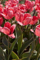 Tulip Design Impression pink flowers in spring sunlight - 757910652