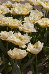 Tulip Verona flowers texture background in spring sunlight - 757910655