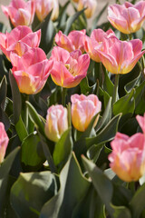 Tulip Tom Pouce flowers and field in spring sunlight - 757910660
