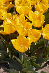 Tulip Sunny Prince yellow flowers in spring sunlight - 757910662