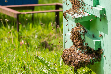 Swarming bees. Many bees have swarmed the hive, preparing to fly to a new location