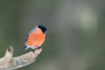 A colorful male bullfinch with a bright pinkish-red breast and a black head is perched elegantly on...