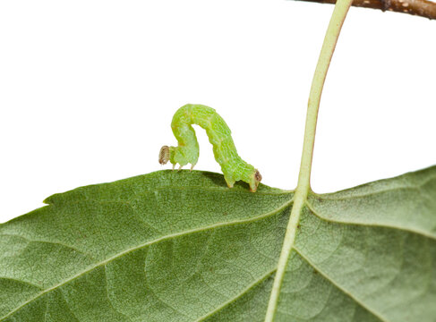 Macro of codling moth caterpillar