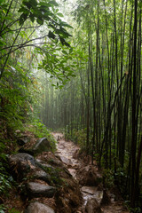 A mysterious, muddy path though a bamboo forest in northwestern Vietnam.