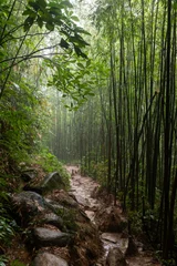 Gordijnen A mysterious, muddy path though a bamboo forest in northwestern Vietnam. © Yehoshua Halevi