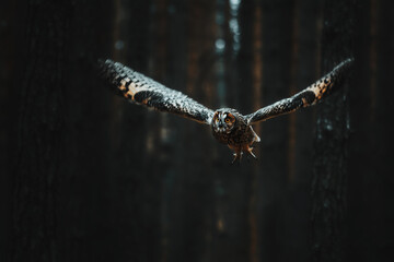 Long eared Owl (Asio otus)