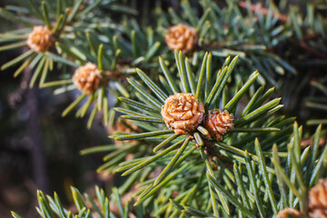Fototapeta premium Young spruce buds. Spring growth of spruce tree branches