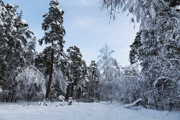 A road in a snowy winter forest - 757914097