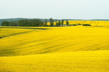 Rapeseed fields in Moravia region, in the Czech Republic