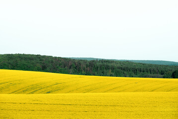Rapeseed fields landscape in Moravia, Czech Republic