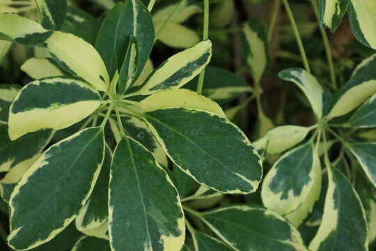 Colorful leaves of a dwarf umbrella tree, Heptapleurum arboricola
