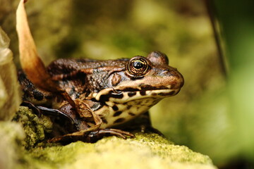 Grenouille verte en gros plan Tarn
