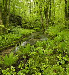 Fototapeta na wymiar grüner Wald nahe Arbois, Jura, Frankreich