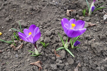 Purple flowers and buds of Crocus vernus in March