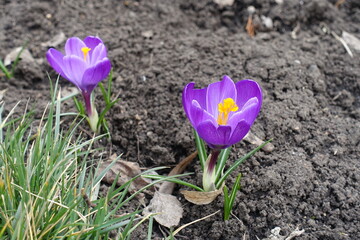 Two purple flowers of Crocus vernus in March