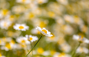 White natural background of flowers. White daisies.