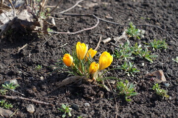 Half open five yellow flowers of crocuses in February