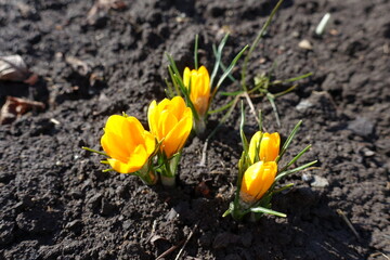 Opening flowers of five yellow crocuses in February