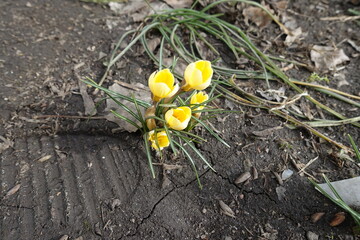 Light yellow flowers of five crocuses in mid February