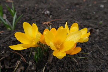 Yellow flowers of five crocuses in March