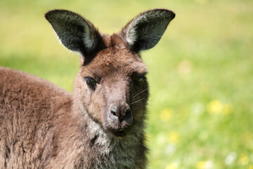 the western grey kangaroo is in a field of clover