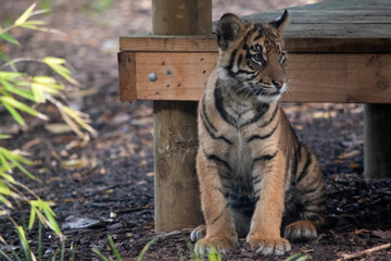 Tiger cubs are born with their stripes and only drink their mothers milk until they are 6 months old