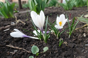 3 white flowers of Crocus vernus in April