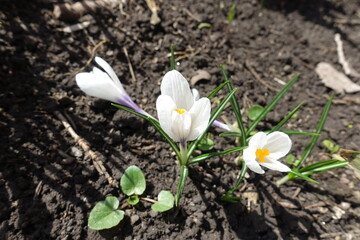 Flowers of white Crocus vernus in April
