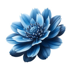 Blue flower isolated on white background
