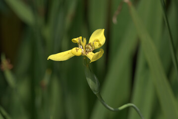 ネオマリカ・ロンギフォリア