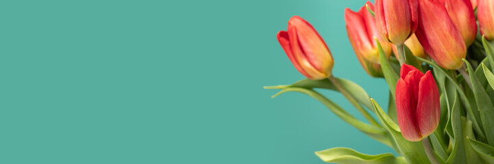 Naklejka premium Bouquet of tulips, bright red flowers, celebrate with nature's beauty, green background, banner