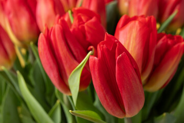 Bouquet of tulips, vibrant red flowers, spring celebration, floral arrangement.