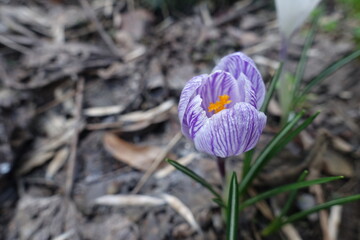 1 purple and white striped flower of Crocus vernus in April