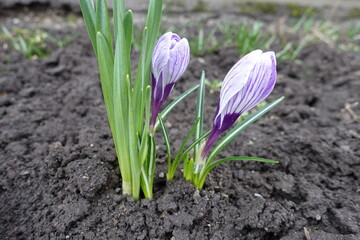 2 purple and white striped flowers of Crocus vernus in April