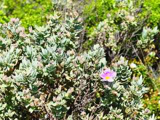 Plante et fleur rose de montagne