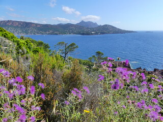 Fototapeta premium Paysage naturel de l'Esterel en Côte d'Azur